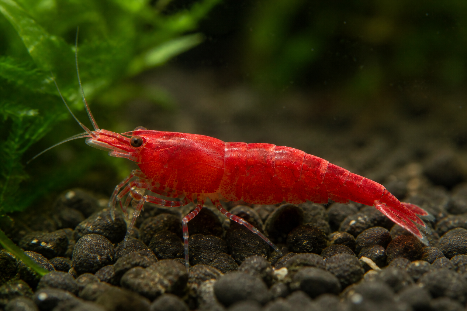 Red Cherry Shrimp High Grade